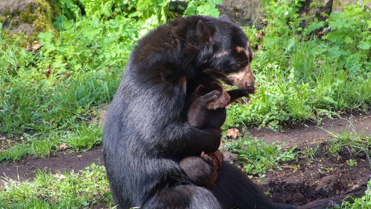Der kleine Brillenbär Enzo spielt auf dem Arm seiner Mutter Tinka. Foto: -/Tierpark Berlin/dpa