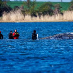 Teils war ein mehrköpfiges Team direkt beim Wal im Einsatz. Foto: Jens Büttner/dpa