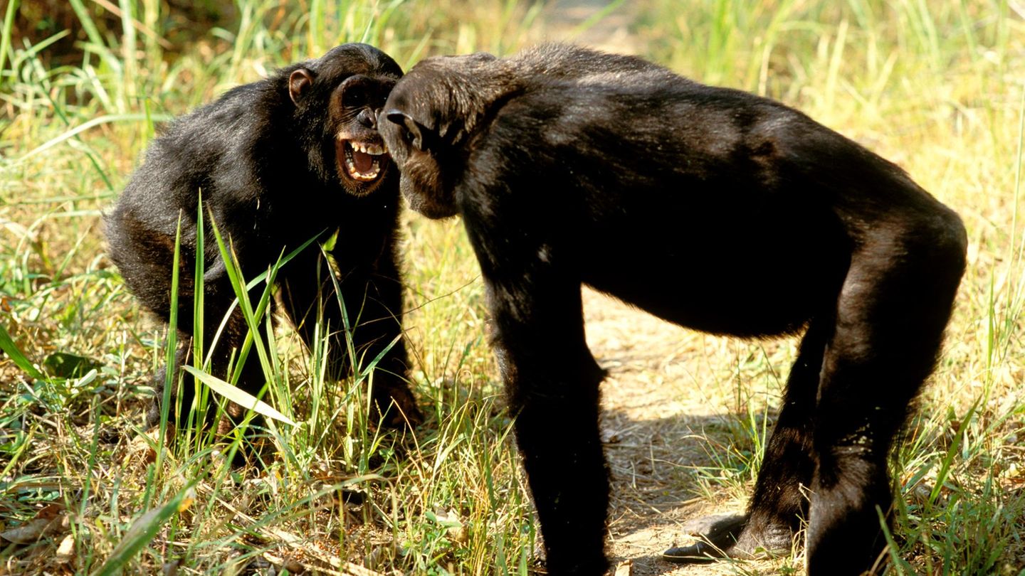 Zwei Schimpansen stehen sich aggressiv gegenüber