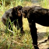 Zwei Schimpansen stehen sich aggressiv gegenüber
