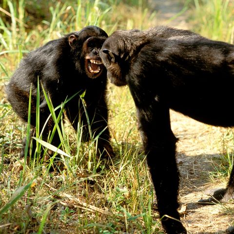 Zwei Schimpansen stehen sich aggressiv gegenüber
