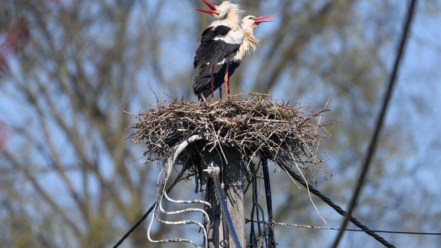 Ein Storchenpaar hat sich in dem Dorf bei Kamenz im Landkreis Bautzen im Nest auf einem Strommast niedergelassen. Foto: Robert M