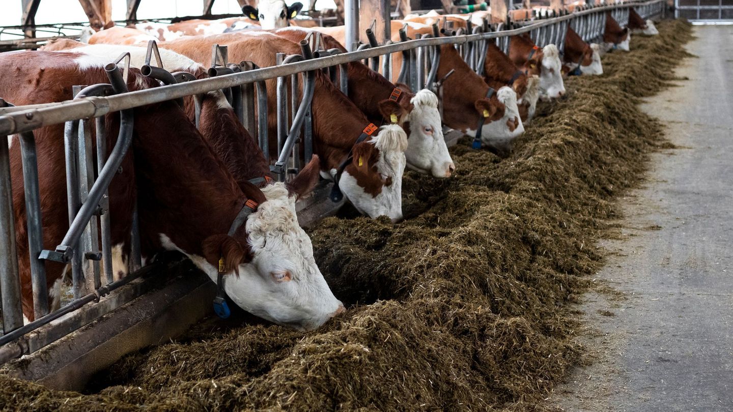 Die Haltungsbedingungen von Nutztieren spielen eine immer größere Rolle - Landwirte in Bayern haben daher ein großes Interesse a