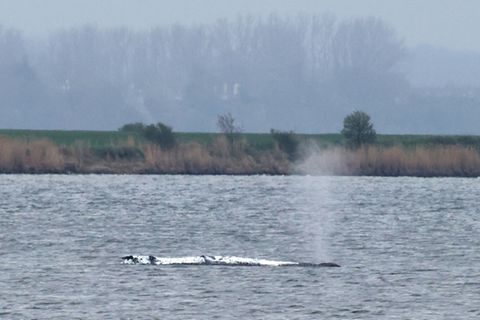 Wal am Sonntag vor Insel Poel