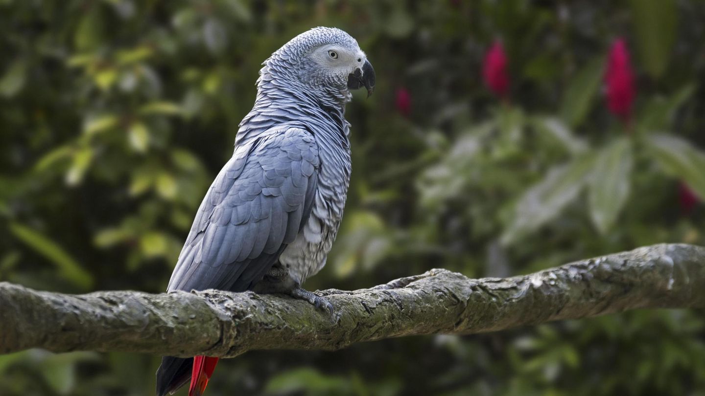 Menschliche Tiere: Diese acht Tiere sind uns überraschend ähnlich