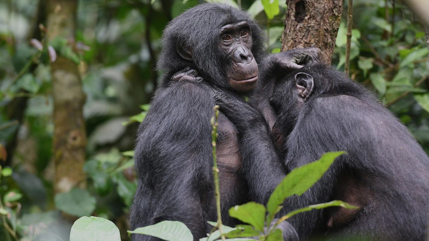 Bonobos