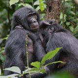 Bonobos
