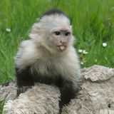 Kapuzineraffen leben in komplexen sozialen Gruppen, die an menschliches Zusammenleben erinnern: Sie führen stabile Freundschaften und entwickeln untereinander Hierarchien. Die soziale Vernetzung hat Auswirkungen auf die Gesundheit und sogar auf die Lebenserwartung der Tiere, vor allem auf die weiblichen. Eine Studie konnte nachweisen: Je enger Weibchen mit ihren Artgenossinnen verbunden sind, desto älter werden sie.