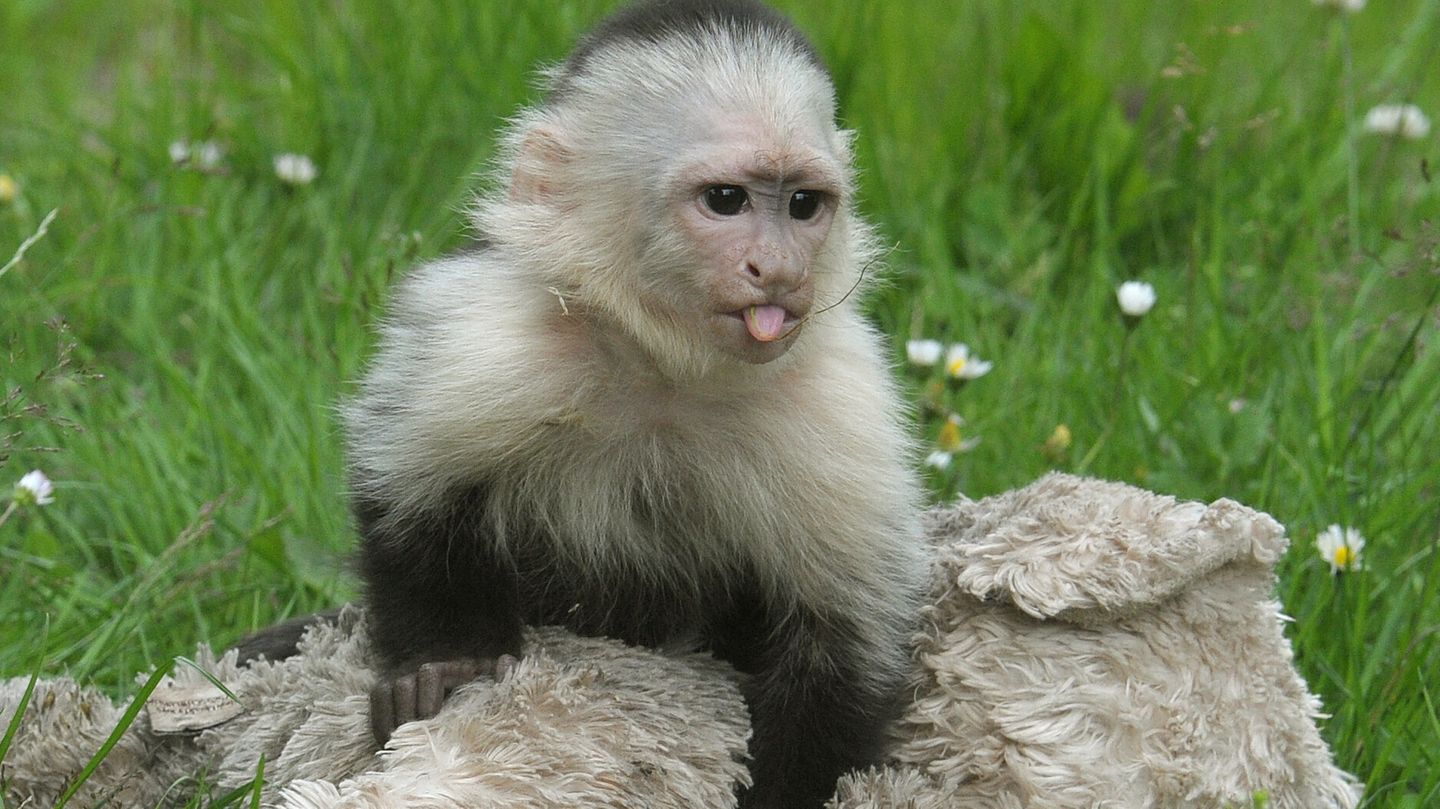 Kapuzineraffen leben in komplexen sozialen Gruppen, die an menschliches Zusammenleben erinnern: Sie führen stabile Freundschaften und entwickeln untereinander Hierarchien. Die soziale Vernetzung hat Auswirkungen auf die Gesundheit und sogar auf die Lebenserwartung der Tiere, vor allem auf die weiblichen. Eine Studie konnte nachweisen: Je enger Weibchen mit ihren Artgenossinnen verbunden sind, desto älter werden sie.