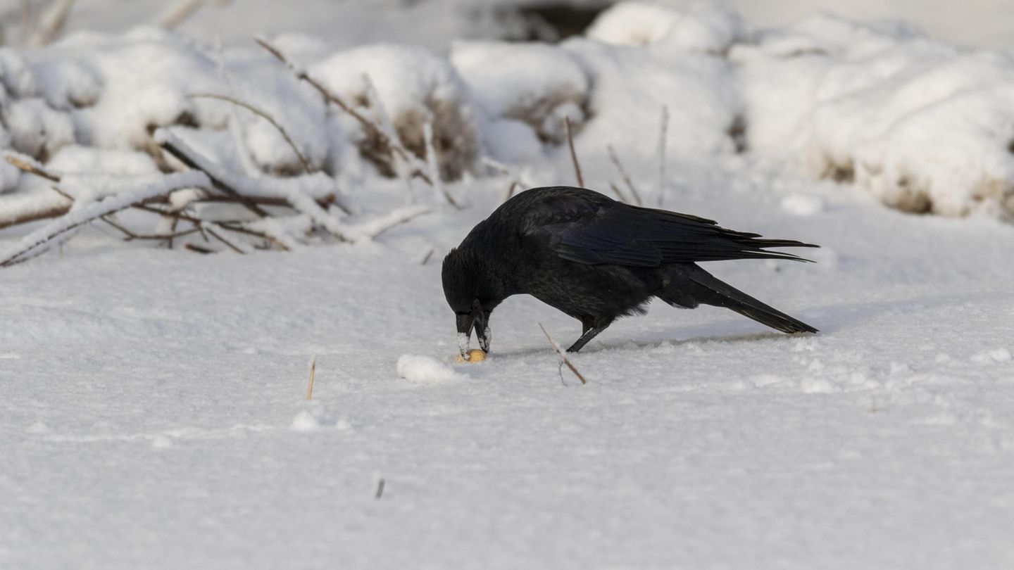 Nicht nur andere Menschen beurteilen unser Verhalten, auch Krähen merken sich genau, wie wir ihnen gegenüber auftreten. Die Tiere können sich Gesichter merken – und wissen oft noch Jahre später, ob jemand freundlich oder abweisend war. Bis zu 17 Jahre können die Vögel einen Groll halten.