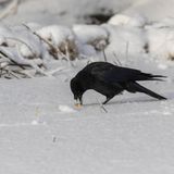 Nicht nur andere Menschen beurteilen unser Verhalten, auch Krähen merken sich genau, wie wir ihnen gegenüber auftreten. Die Tiere können sich Gesichter merken – und wissen oft noch Jahre später, ob jemand freundlich oder abweisend war. Bis zu 17 Jahre können die Vögel einen Groll halten.