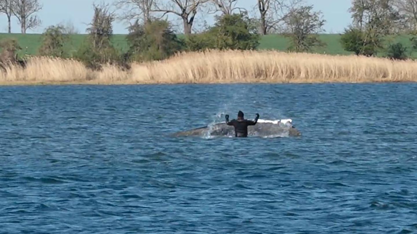 Rettungaktion vor Insel Poel: Helfer bespritzen Wal mit Wasser – Unruhe im Helfer-Team