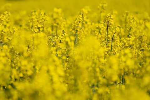 Blühender Raps ist ein leuchtender Blickfang im Frühling. Foto: Florian Wiegand/dpa