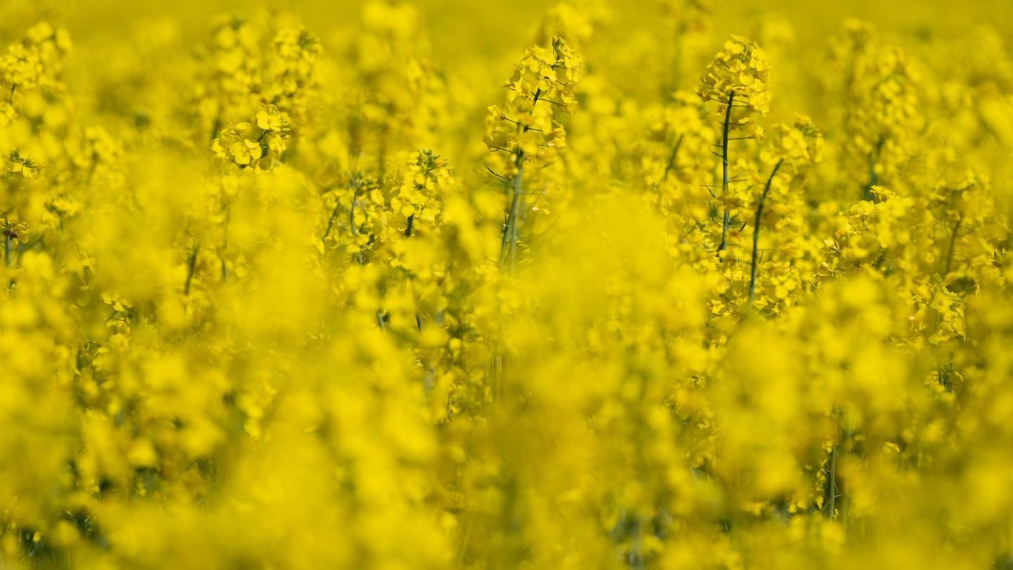 Blühender Raps ist ein leuchtender Blickfang im Frühling. Foto: Florian Wiegand/dpa