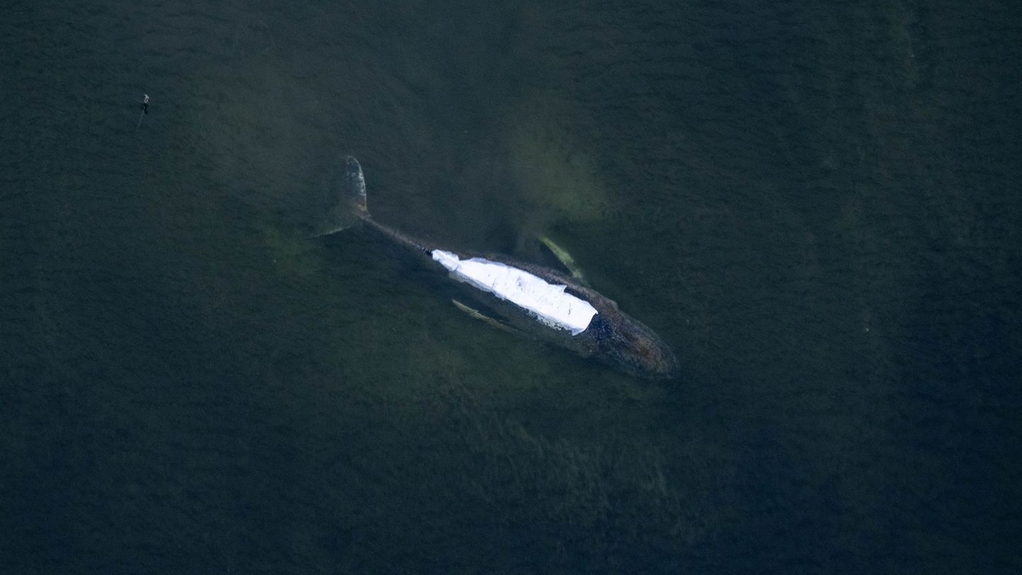 Alle Augen richten sich gen Ostsee. Doch nicht nur Wal Timmy hat Probleme. Foto: Stefan Sauer/dpa