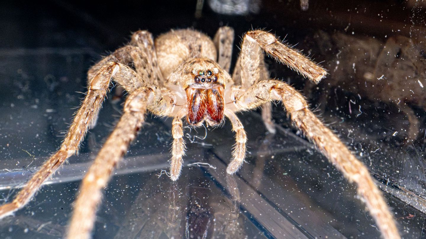 Tiere: Sie kann beißen - Nosferatu-Spinne krabbelt auch in Hamburg