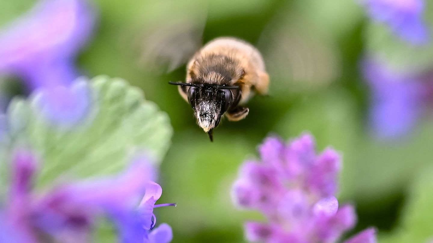 In Baden-Württemberg liegt Frühling in der Luft. Foto: Uli Deck/dpa