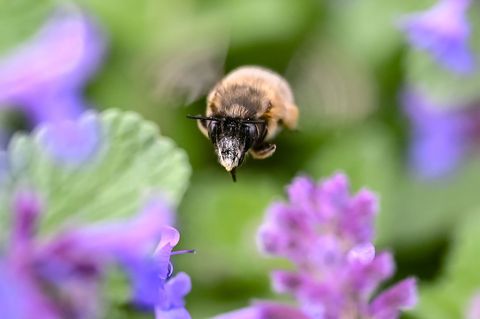 In Baden-Württemberg liegt Frühling in der Luft. Foto: Uli Deck/dpa