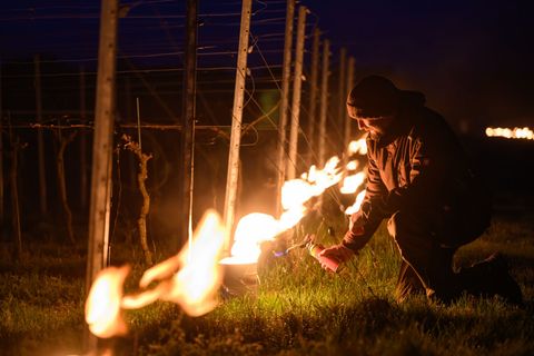 Till Neumeister, Weinbauleiter, entzündet ein Feuer zwischen den Rebstöcken in einem Weinberg. Foto: Robert Michael/dpa