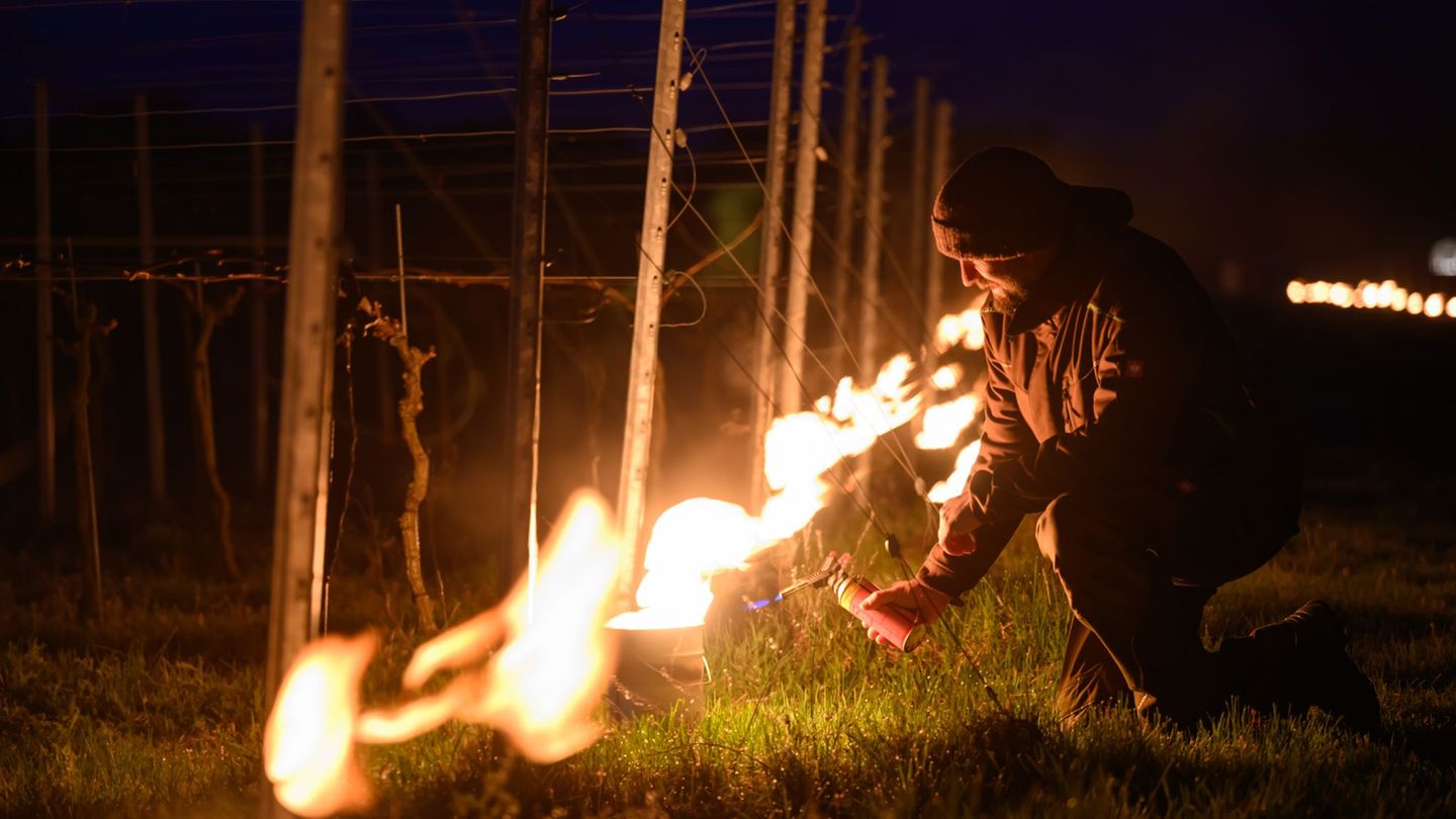 Till Neumeister, Weinbauleiter, entzündet ein Feuer zwischen den Rebstöcken in einem Weinberg. Foto: Robert Michael/dpa