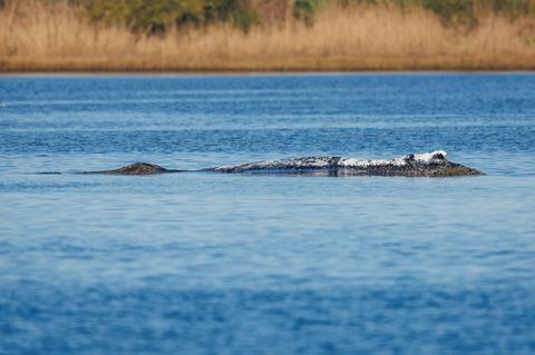 Der Wal am Mittwochmorgen: Er liegt vor der Insel Poel an der gleichen Stelle wie am Vorabend