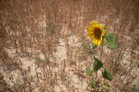Viele Pflanzen haben ab 30 Grad Hitzestress (Archivbild) Foto: Clara Margais/dpa