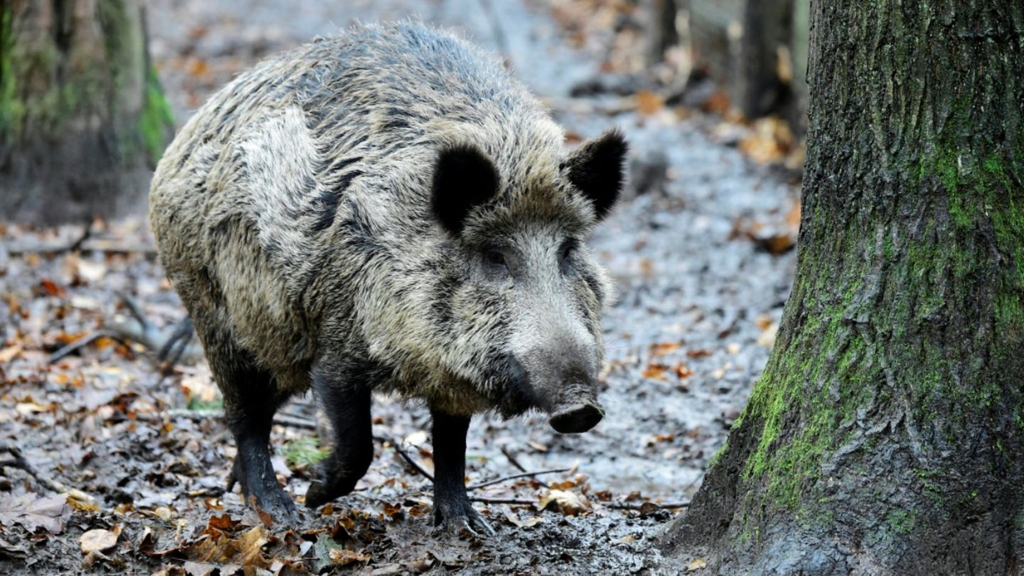 Wildschwein