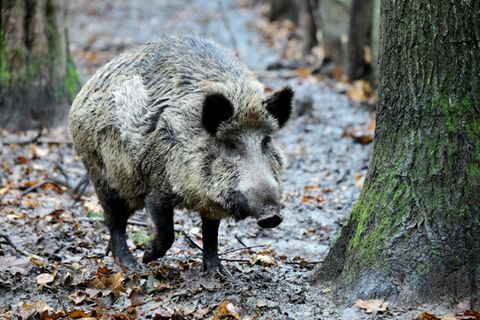 Wildschwein