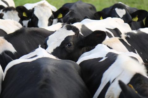 Symbolfoto Diebstahl: Nahaufnahme einer Kuhherde