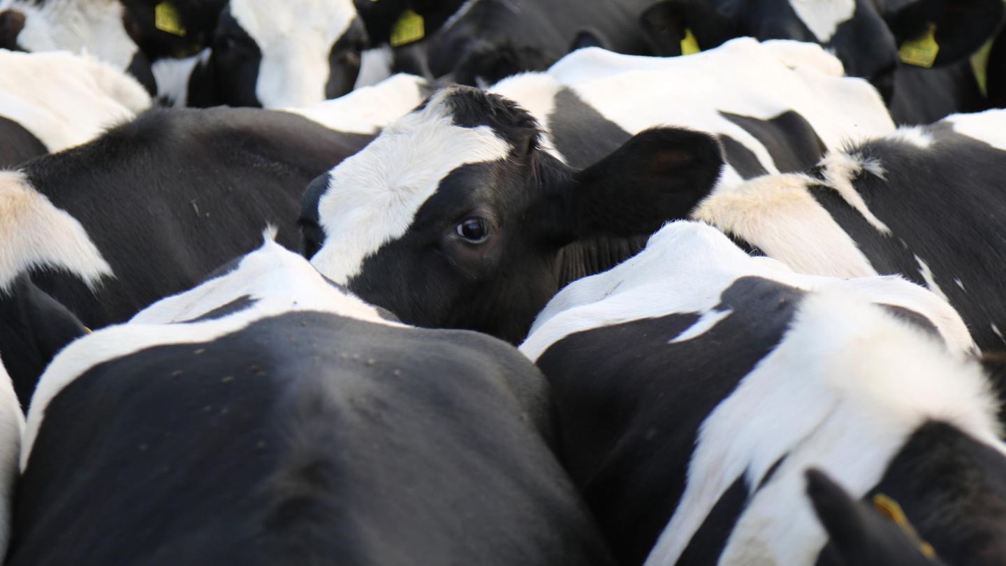 Symbolfoto Diebstahl: Nahaufnahme einer Kuhherde