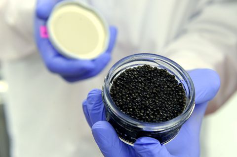 Schwarzer Kaviar vom Stör in einem Schraubglas. (Symbolbild) Foto: picture alliance / dpa