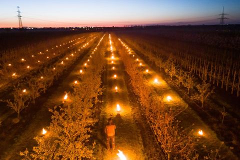 Ein Mitarbeiter vom Obsthof Hornemann steht in der Aprikosen-Plantage, unter deren Bäumen Frostschutzkerzen brennen. Foto: Klaus
