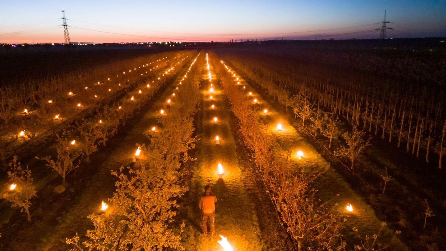 Ein Mitarbeiter vom Obsthof Hornemann steht in der Aprikosen-Plantage, unter deren Bäumen Frostschutzkerzen brennen. Foto: Klaus