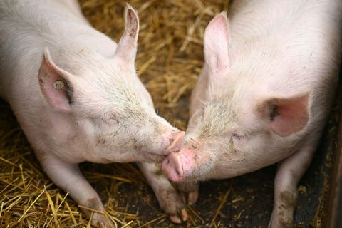 Schweine