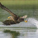 Seeadler fliegt über dem Wasser