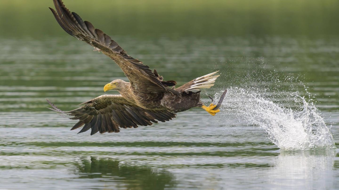 Seeadler fliegt über dem Wasser