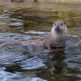 Fischotter  Nicht nur ihr weicher Pelz und ihr Fleisch, das auch während der Fastenzeit verzehrt werden durfte, machten Otter zu einem begehrten Jagdobjekt. Teichbesitzer sahen in ihnen Konkurrenten um Fische. Seit die Art unter strengem Schutz steht, haben sich ihre Bestände merklich erholt. Doch in weiten Landstrichen fehlen sie weiterhin, da Gewässer oft zu weit auseinanderliegen. Ein vom Bundesamt für Naturschutz gestartetes Programm, soll die weitere Ausbreitung des Fischotters fördern.   