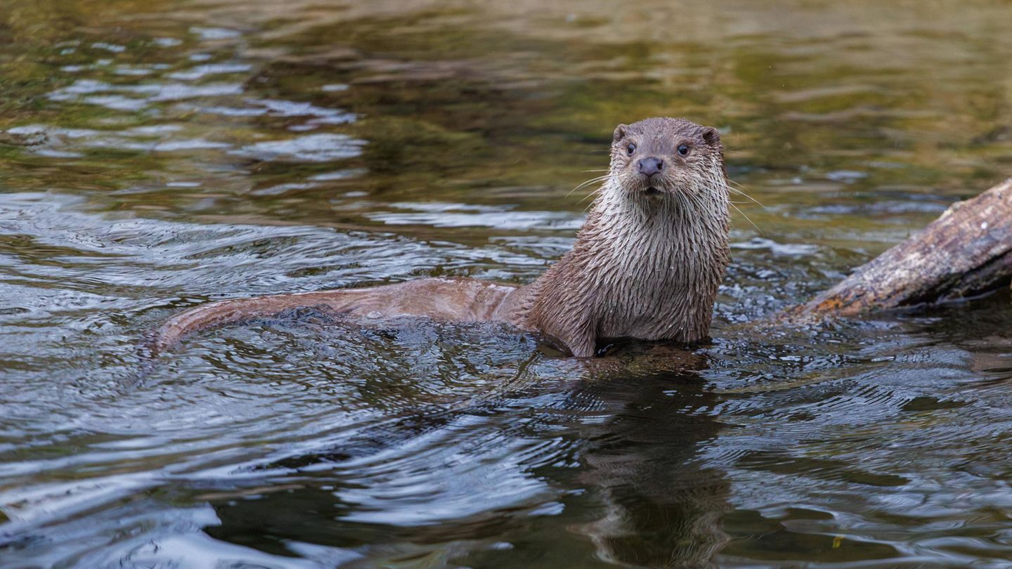 Fischotter  Nicht nur ihr weicher Pelz und ihr Fleisch, das auch während der Fastenzeit verzehrt werden durfte, machten Otter zu einem begehrten Jagdobjekt. Teichbesitzer sahen in ihnen Konkurrenten um Fische. Seit die Art unter strengem Schutz steht, haben sich ihre Bestände merklich erholt. Doch in weiten Landstrichen fehlen sie weiterhin, da Gewässer oft zu weit auseinanderliegen. Ein vom Bundesamt für Naturschutz gestartetes Programm, soll die weitere Ausbreitung des Fischotters fördern.   