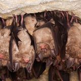 Artenschutz Fledermäuse hängen von der Decke