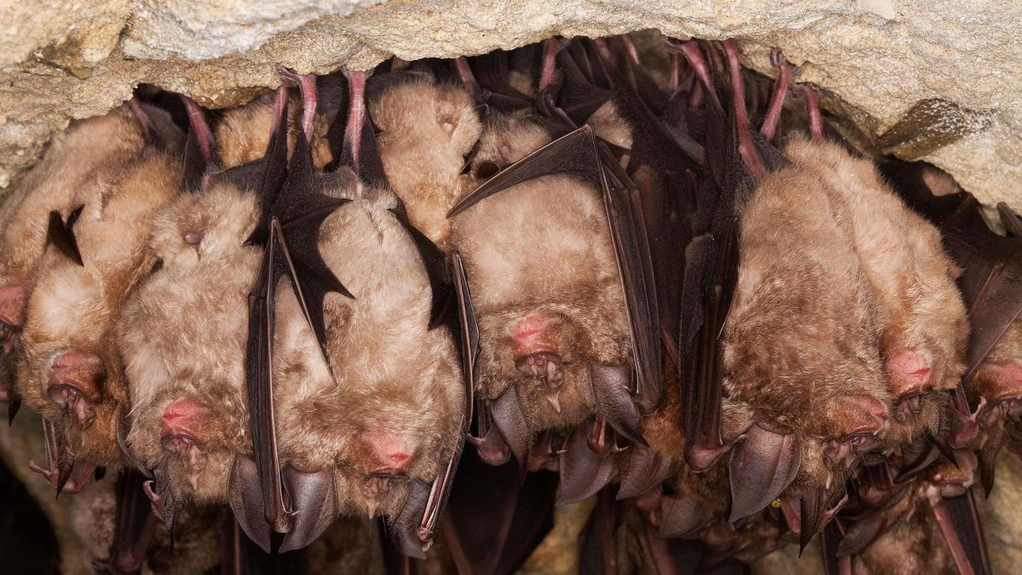Artenschutz Fledermäuse hängen von der Decke