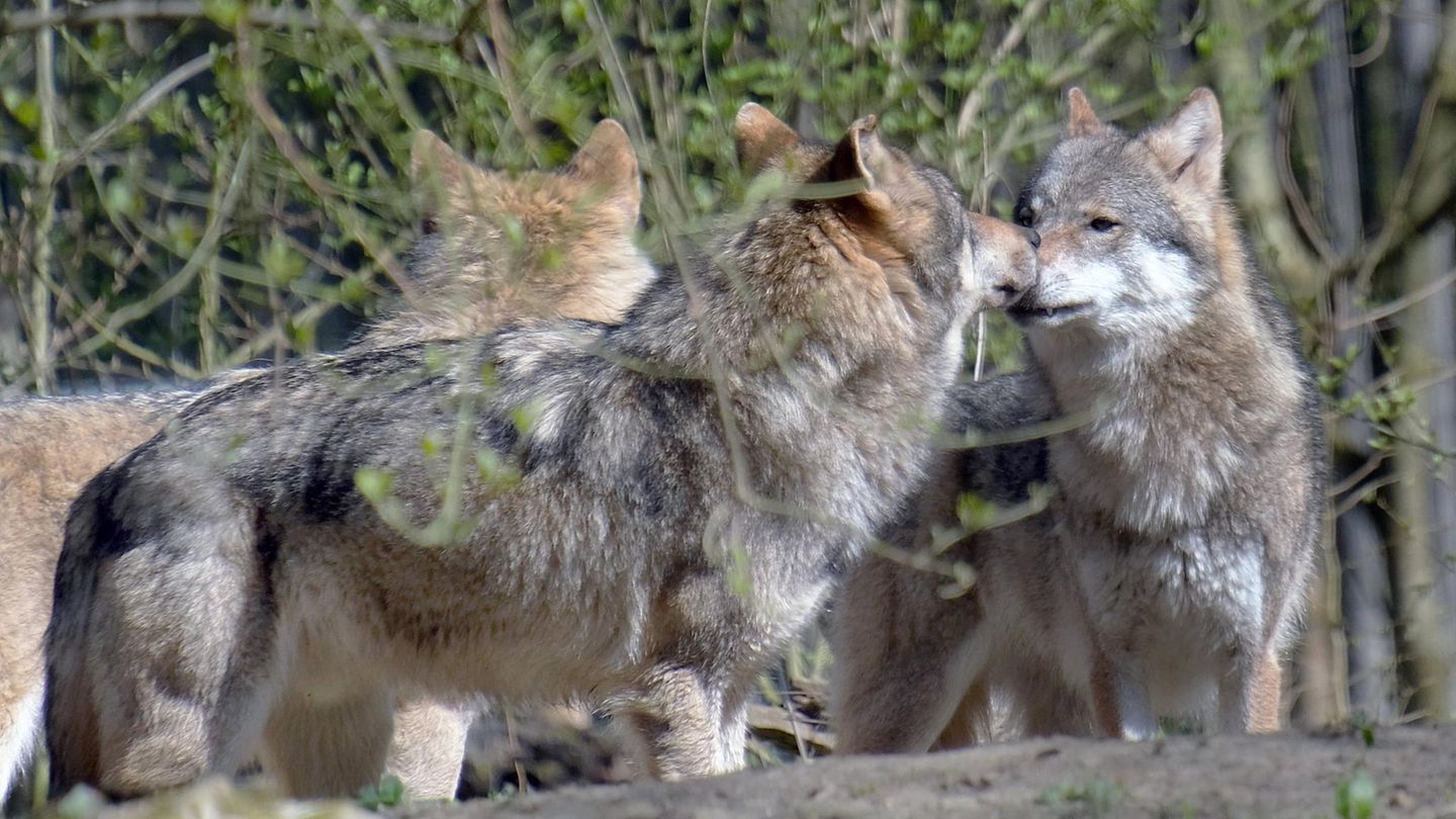 Artenschutz Wolf