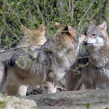 Artenschutz Wolf