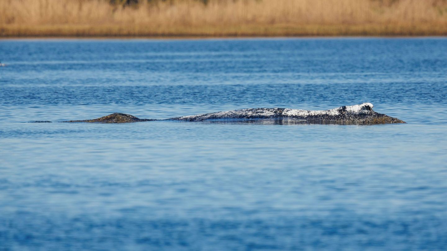 Der Wal liegt weiterhin vor Poel und beschäftigt auch das Verwaltungsgericht Schwerin. Foto: Jens Büttner/dpa