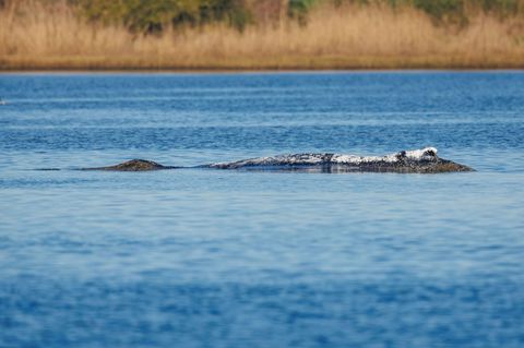 Der Wal liegt weiterhin vor Poel und beschäftigt auch das Verwaltungsgericht Schwerin. Foto: Jens Büttner/dpa