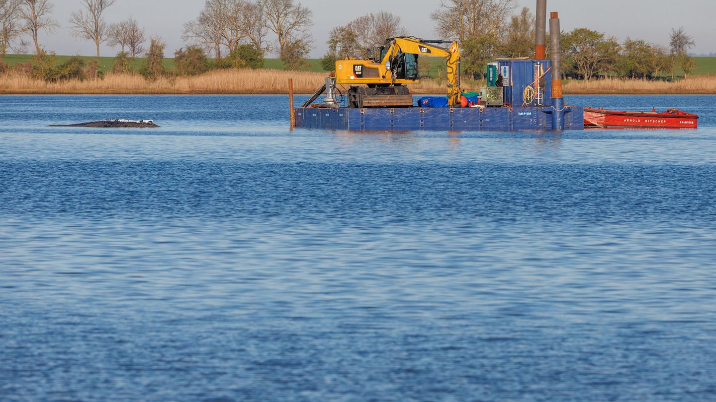 Die Arbeiten im Rahmen eines Rettungsversuchs für den Buckelwal vor Poel gehen weiter. Foto: Jens Büttner/dpa