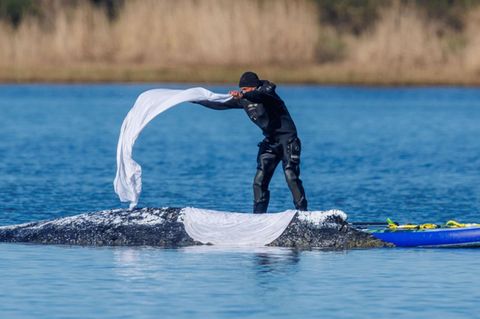 Ein Helfer wirft nasse Tücher zum Schutz der Wal-Haut auf den Rücken des Tieres