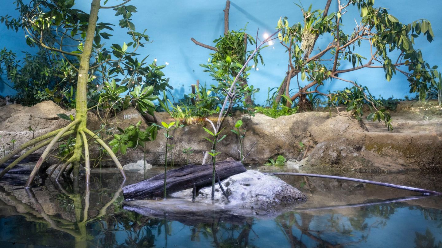 Frankfurter Zoo: Neues Ökosystem im Zoo: Mangroven ersetzen Pinguingehege