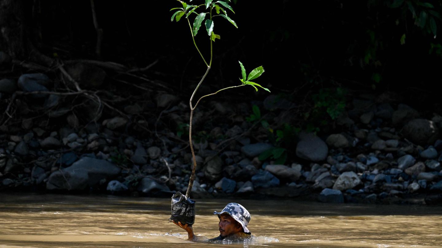 Ein Mann trägt eine Pflanze durch einen Fluss
