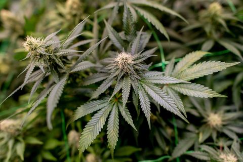 Polizisten durchsuchten bei einem Großeinsatz mehrere Objekte wegen des Verdachts auf illegalen Cannabis-Anbau in Sachsen-Anhalt