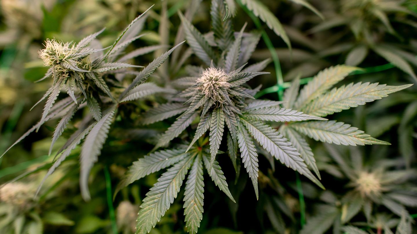 Polizisten durchsuchten bei einem Großeinsatz mehrere Objekte wegen des Verdachts auf illegalen Cannabis-Anbau in Sachsen-Anhalt